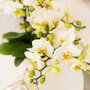 Lausanne orchidee wit